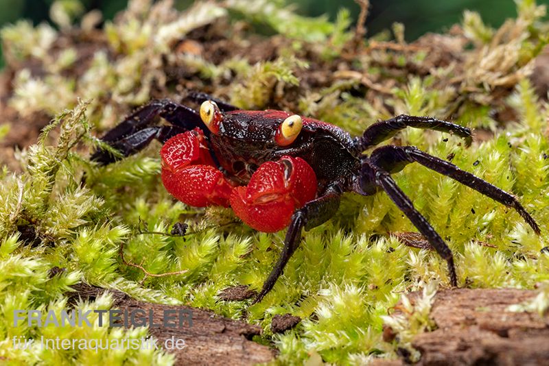 Rote Vampirkrabbe, Geosesarma hagen (Red Devil Crab), Zufällig ausgewählt