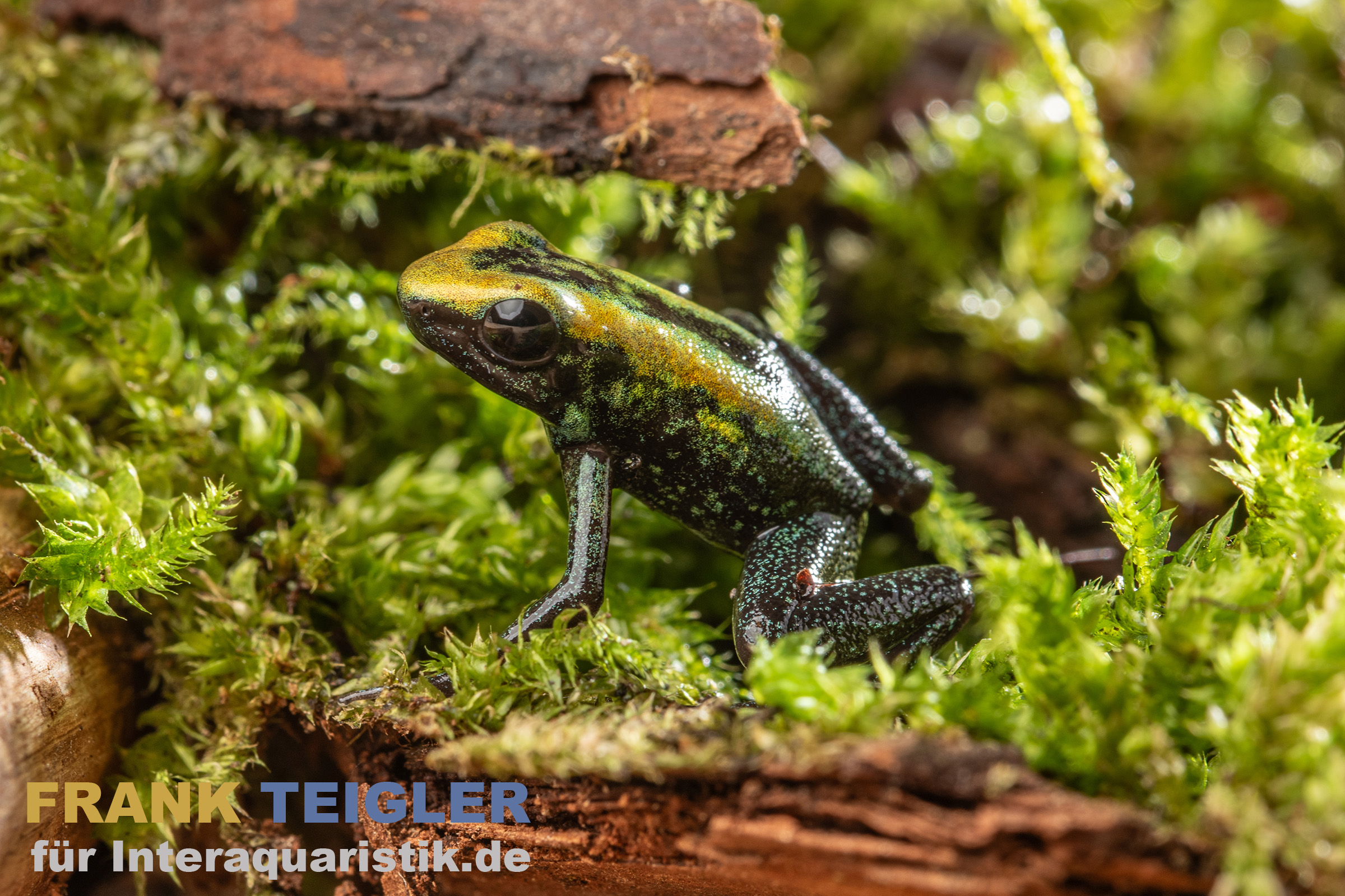 Zweifarb-Pfeilgiftfrosch, Phyllobates bicolor