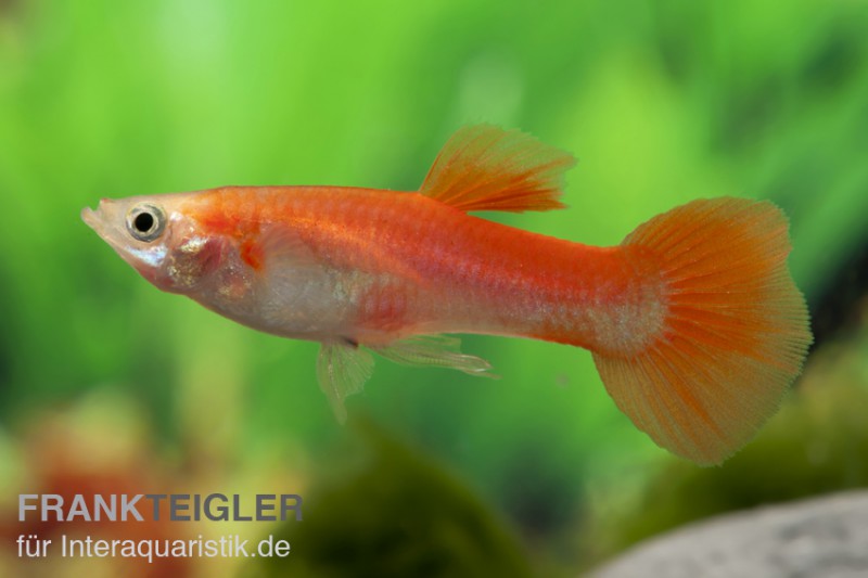 Guppy blond-rot, Poecilia reticulata, Männchen