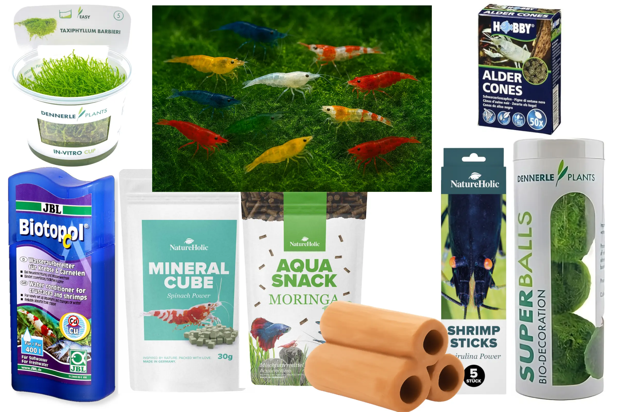 Verschiedene bunte Garnelen mit Aquariumzubehör und Pflanzen