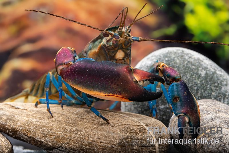 Blauer Kambuayakrebs, Cherax spec. Kambuaya Creek Blue Claw, Zufällig ausgewählt