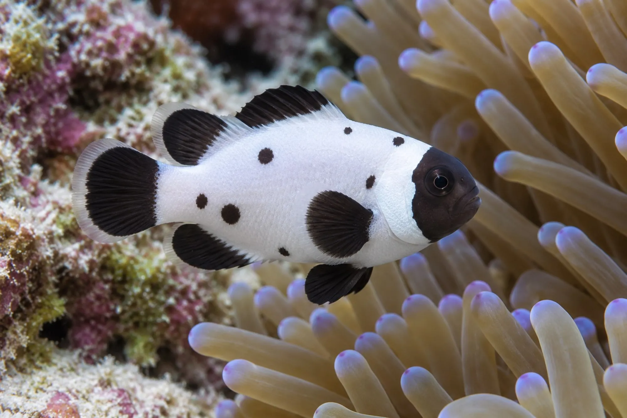 Ocellaris-Clownfisch „Dalmatian“ Nachzucht, Amphiprion ocellaris