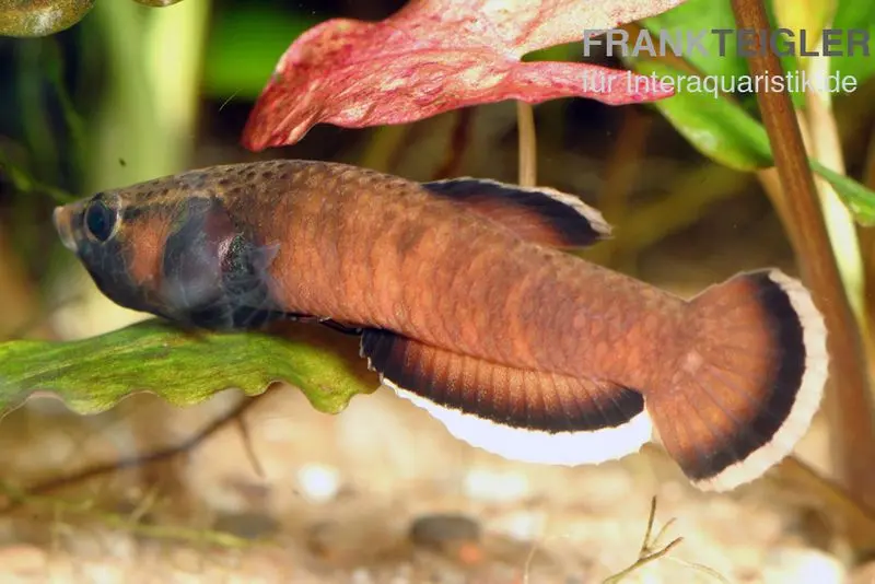 Weißsaum-Zwergkampffisch, Betta albimarginata