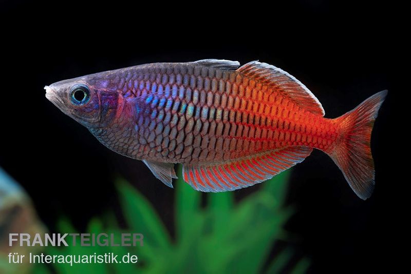 Boesemans Regenbogenfisch rot, Melanotaenia boesemani RED, DNZ