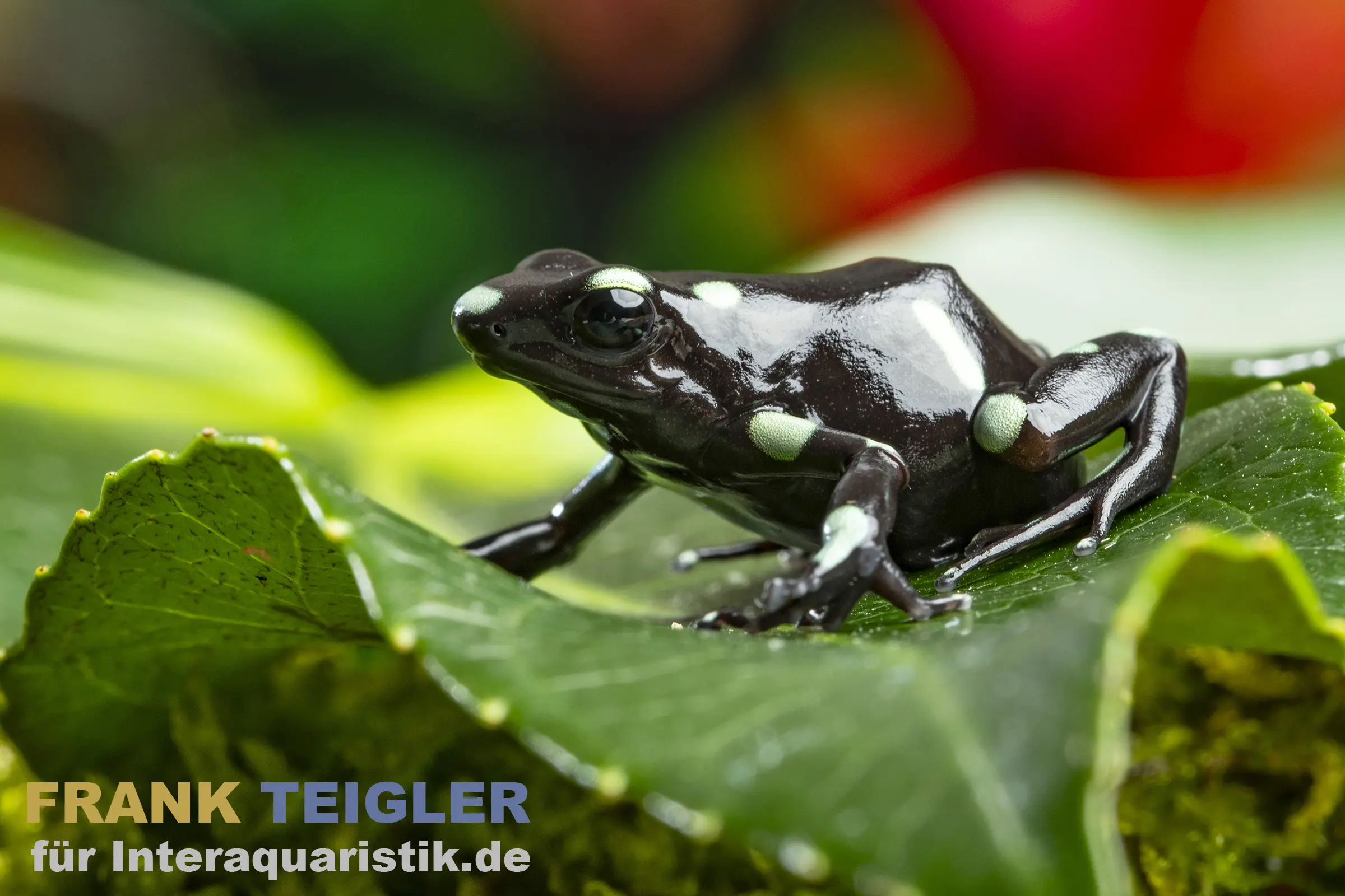 Goldbaumsteiger Ancon Hill, Dendrobates auratus