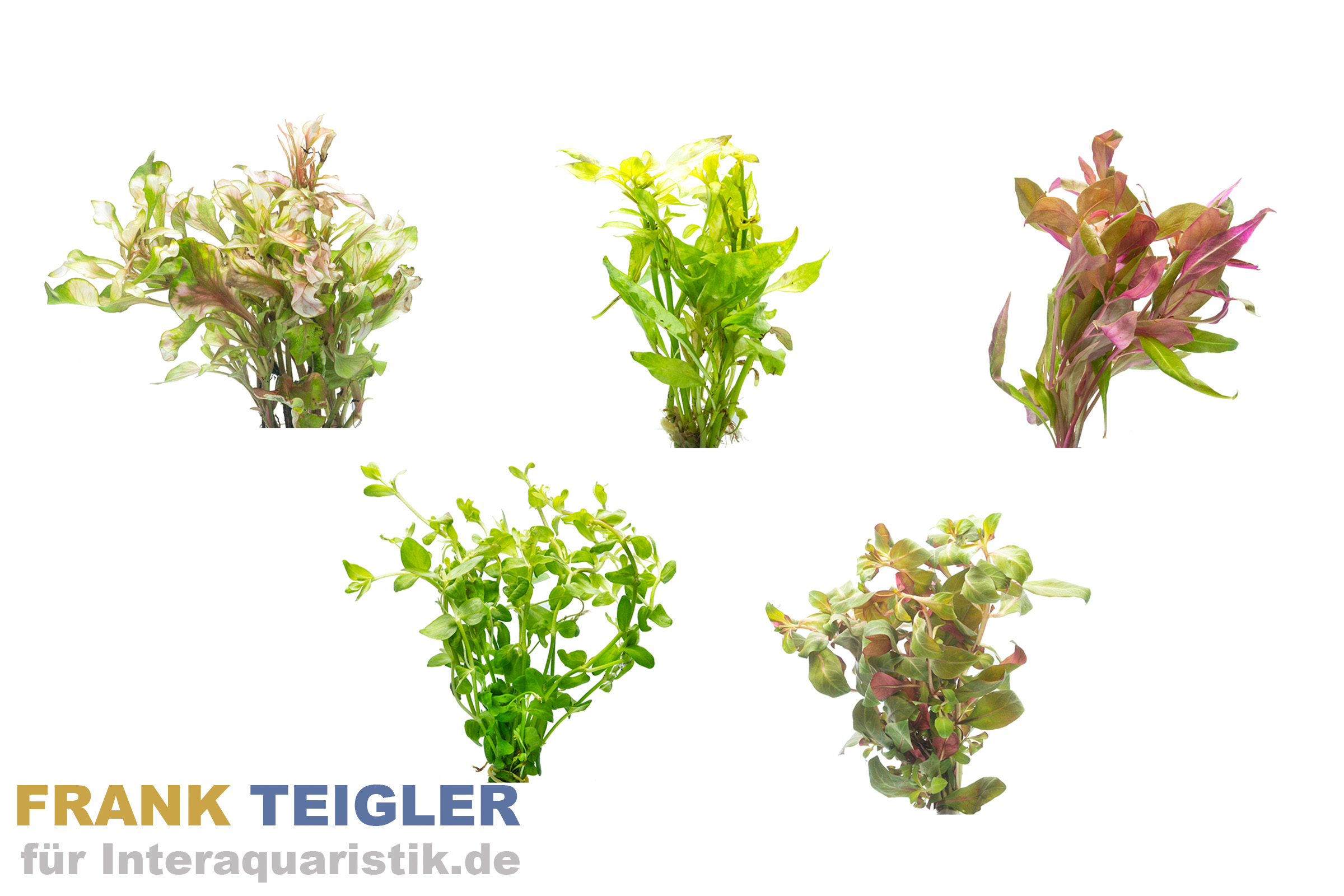Aquarienpflanzen 2. Wahl, 5 Stück im Mix, Bundpflanzen