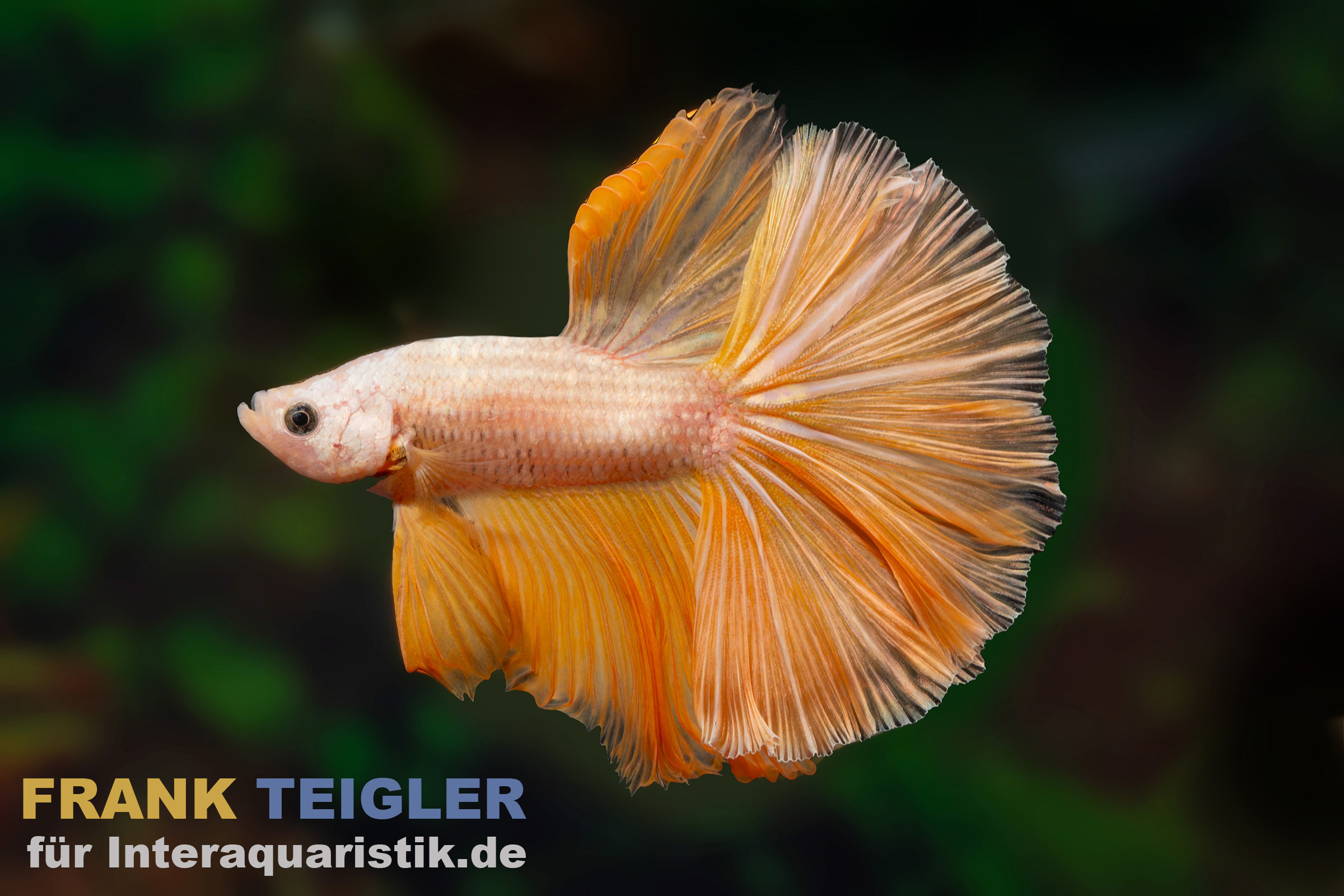 Seitliche Nahaufnahme eines Halfmoon Kampffischs Mask Gold (Betta splendens), Männchen, mit gleichmäßig goldener Färbung und auffächrigen, halbmondförmigen Flossen – ideal für stilvolle Aquarien