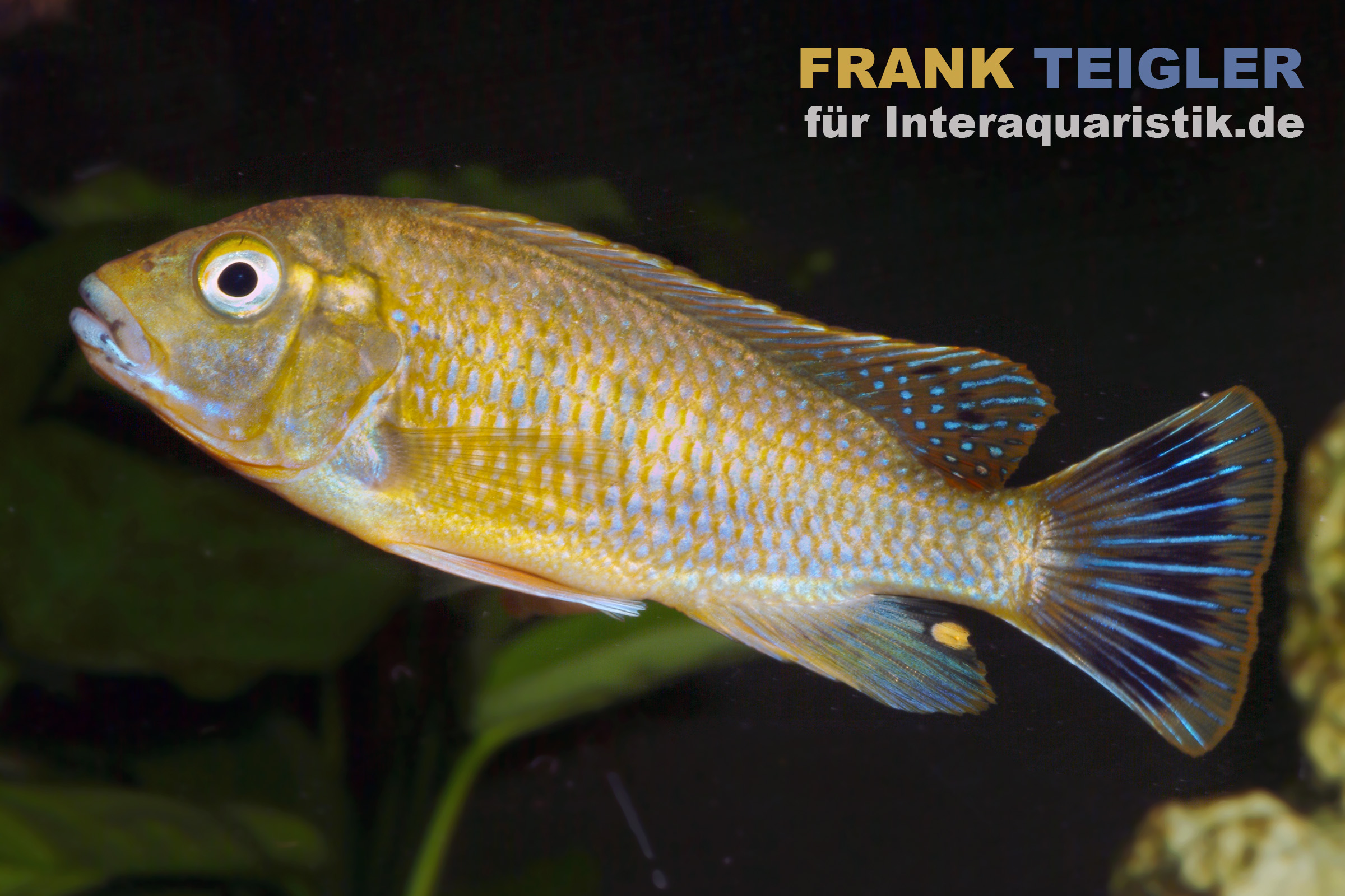 Blaulippen Maulbrüter, Pseudotropheus williamsi Blue Lips, DNZ