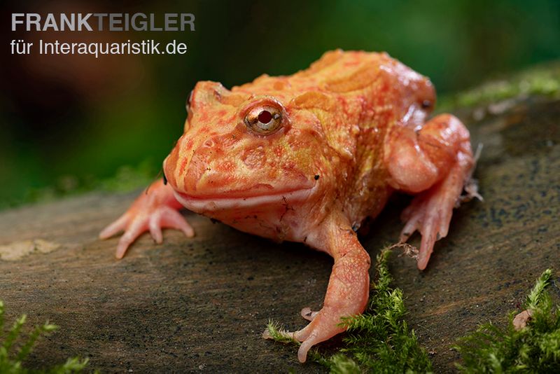 Erdbeer-Pacman-Frog, Ceratophrys cranwelli strawberry