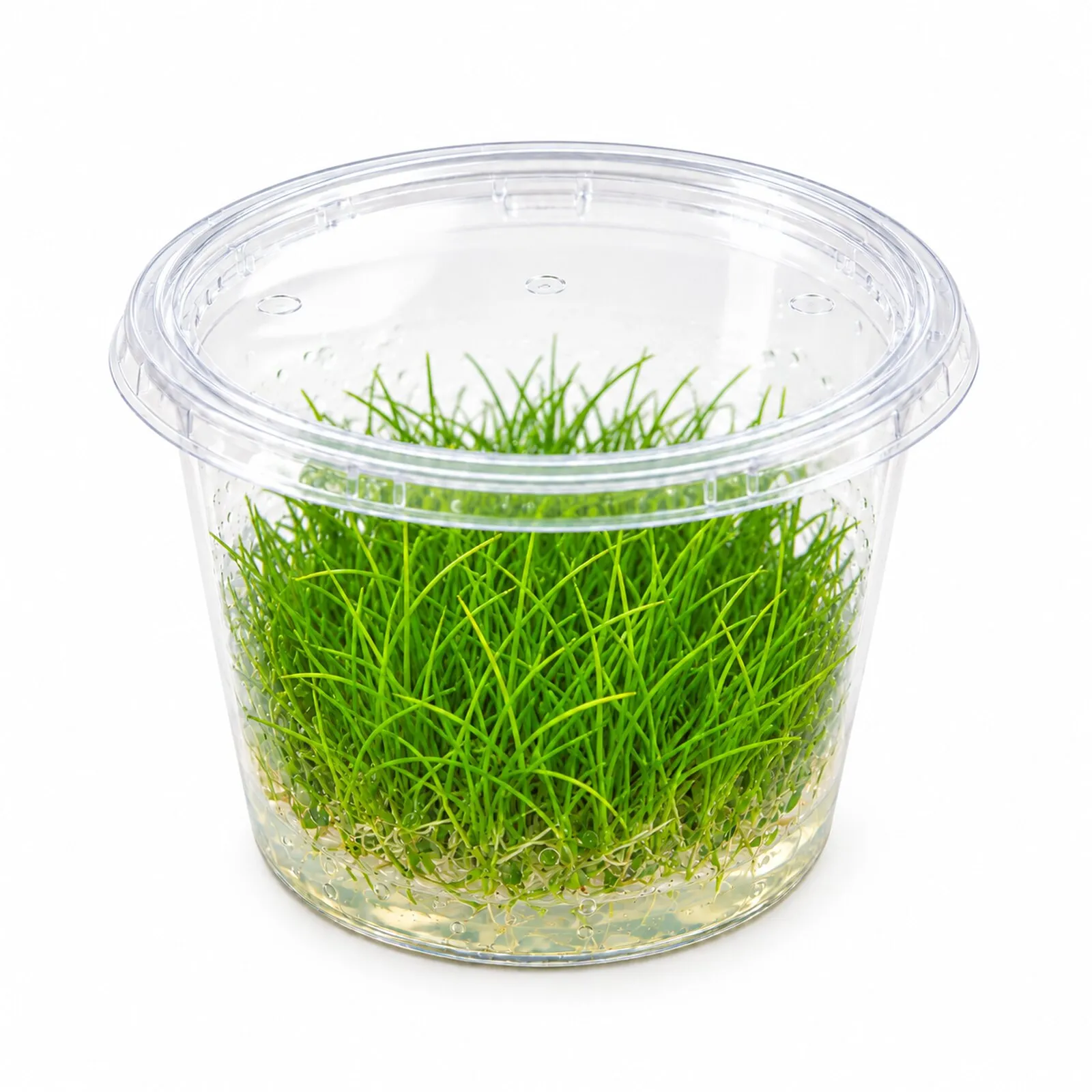 Nadelsimse, Eleocharis acicularis, In Vitro