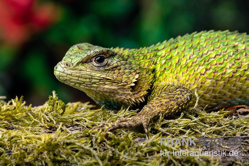 Malachit-Stachelleguan, Sceloporus malachiticus, gemischt