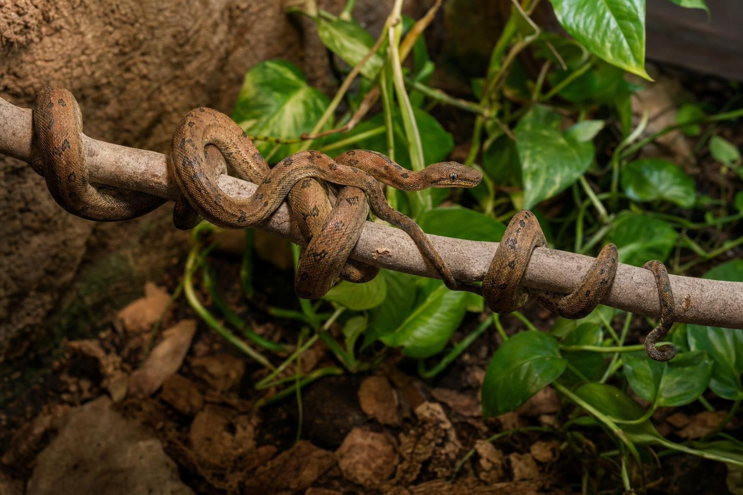 Gartenboa, Corallus hortulanus