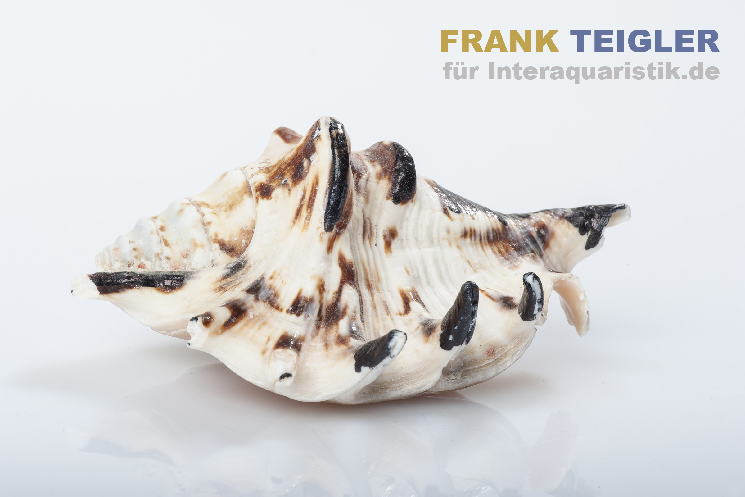 Nahaufnahme einer Gemeinen Spinnenschnecke (Lambis lambis) mit weiß-braunem Muster, schwarzen Spitzen an den Fortsätzen und charakteristischer Kegelform; dekorative Muschel, Produkt von Meerwasser @Interaquaristik