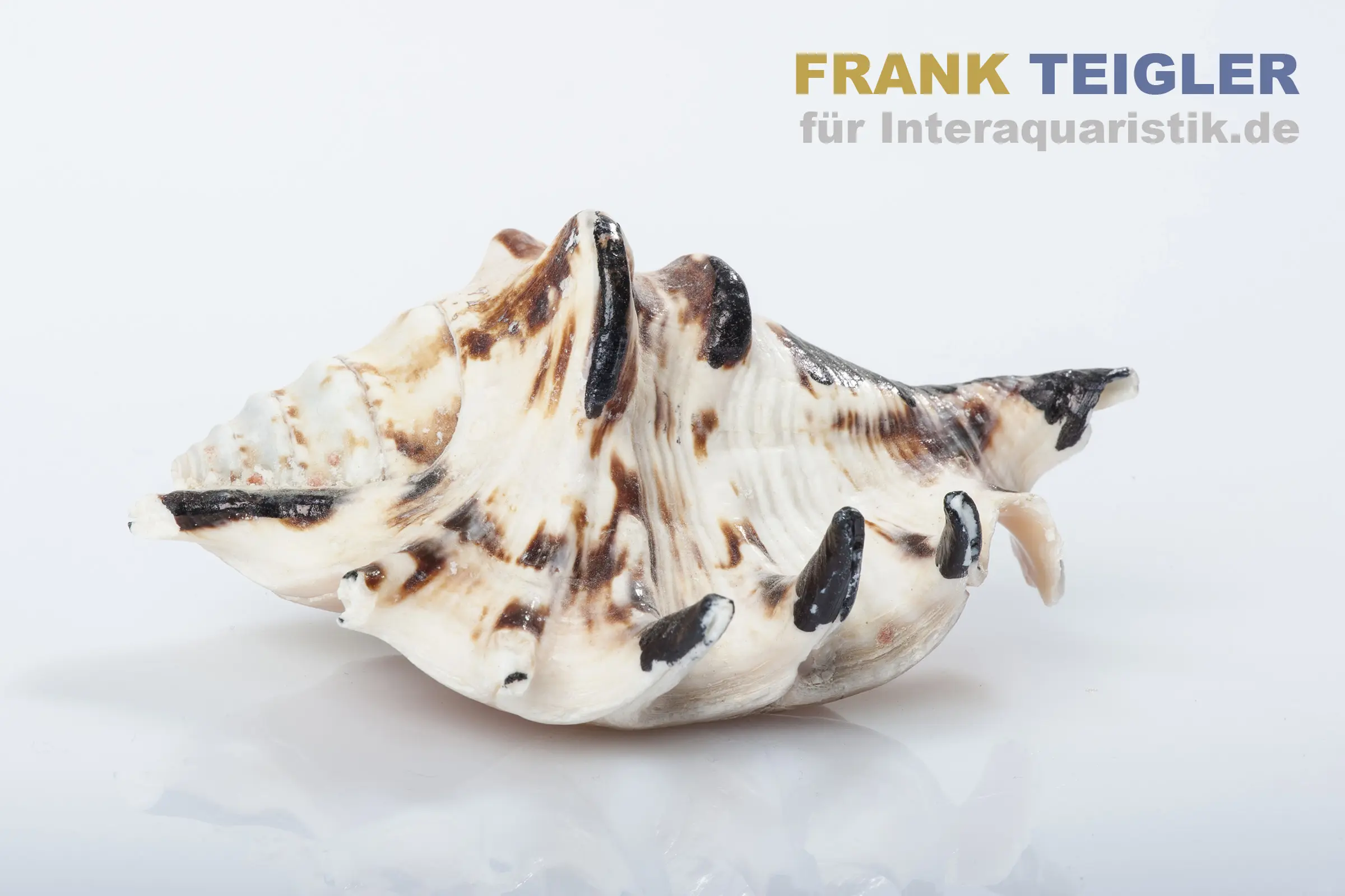 Nahaufnahme einer Gemeinen Spinnenschnecke (Lambis lambis) mit weiß-braunem Muster, schwarzen Spitzen an den Fortsätzen und charakteristischer Kegelform; dekorative Muschel, Produkt von Meerwasser @Interaquaristik