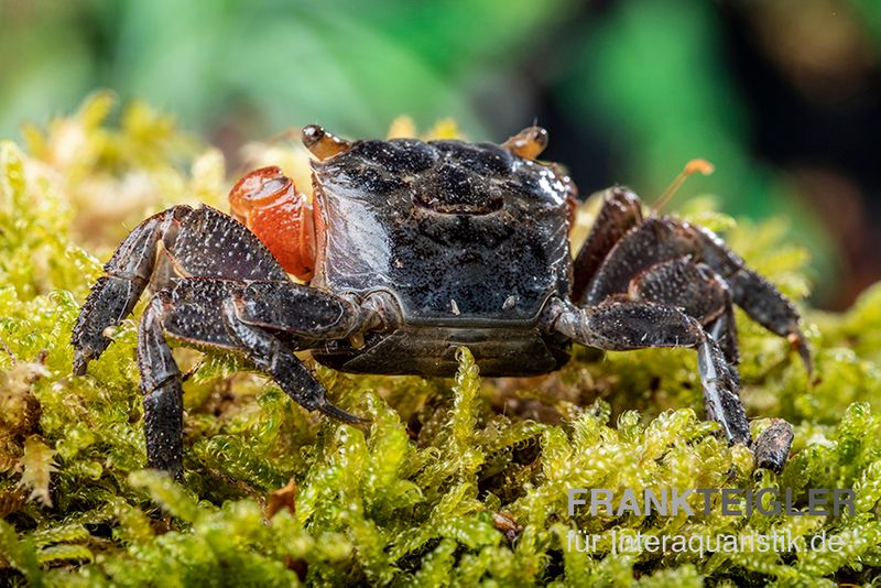 Rote Mangrovenkrabbe, Pseudosesarma moeshi, Zufällig ausgewählt