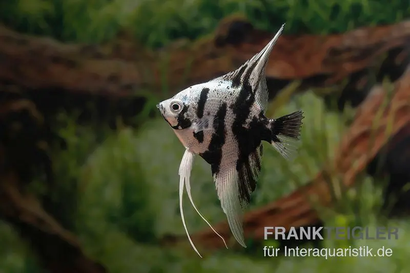 Skalar Platinum Marmor, Pterophyllum scalare, 5-6 cm, NZ