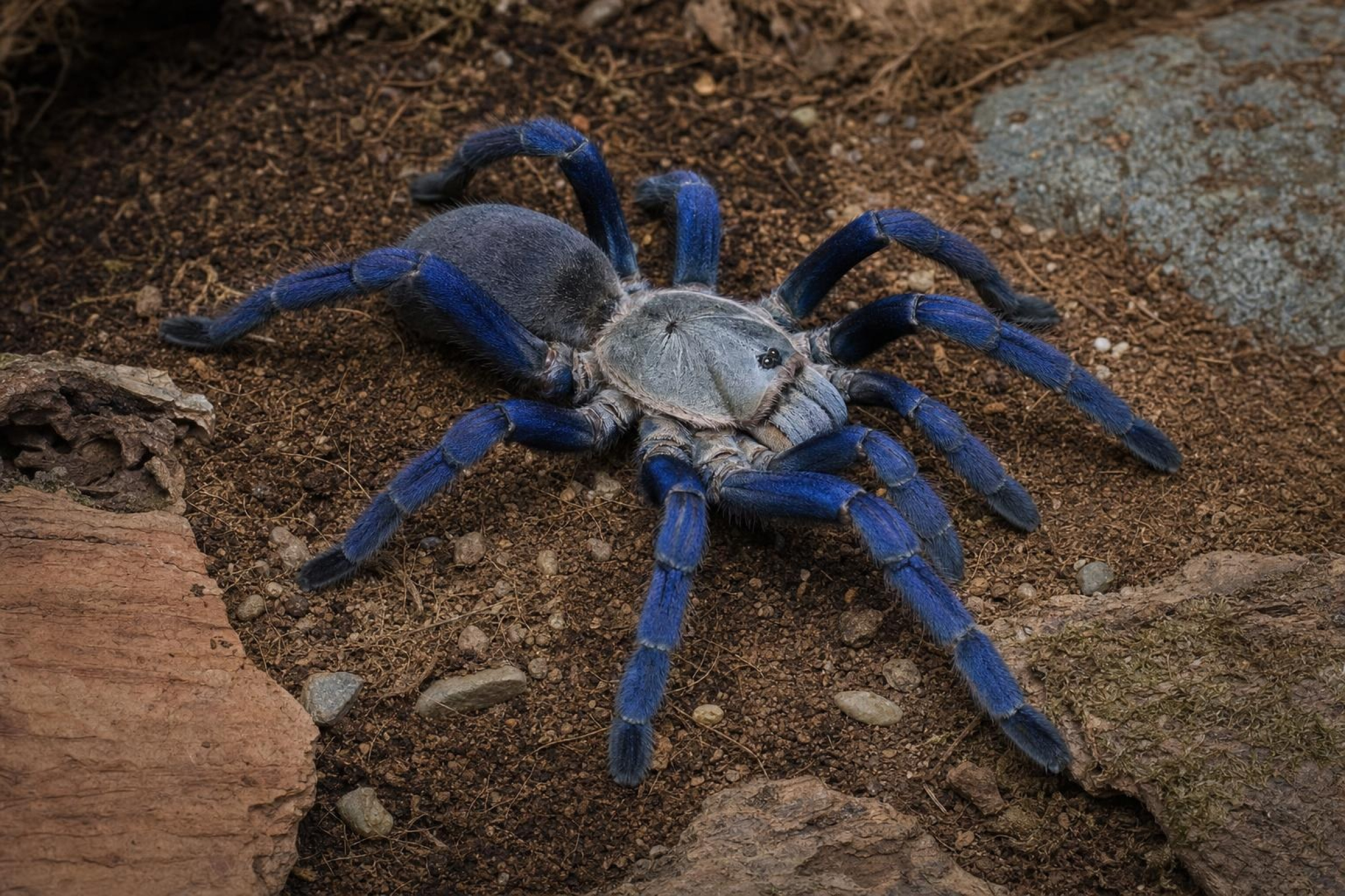 Kobaltblaue Vogelspinne, Haplopelma lividum