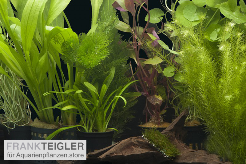 Aquarienpflanzen-Sortiment "Amazonas" für 80 cm Aquarium, Aquarienpflanzen-Set