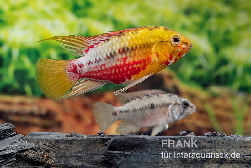 Rotstrich-Zwergbuntbarsch Variante III, Apistogramma hongsloi, paarweise