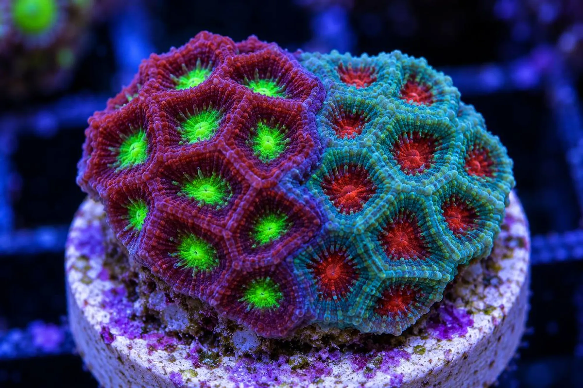 Hirnkoralle „2 Face Warcoral“ (Nachzucht), Favites pentagona, Größe S–M