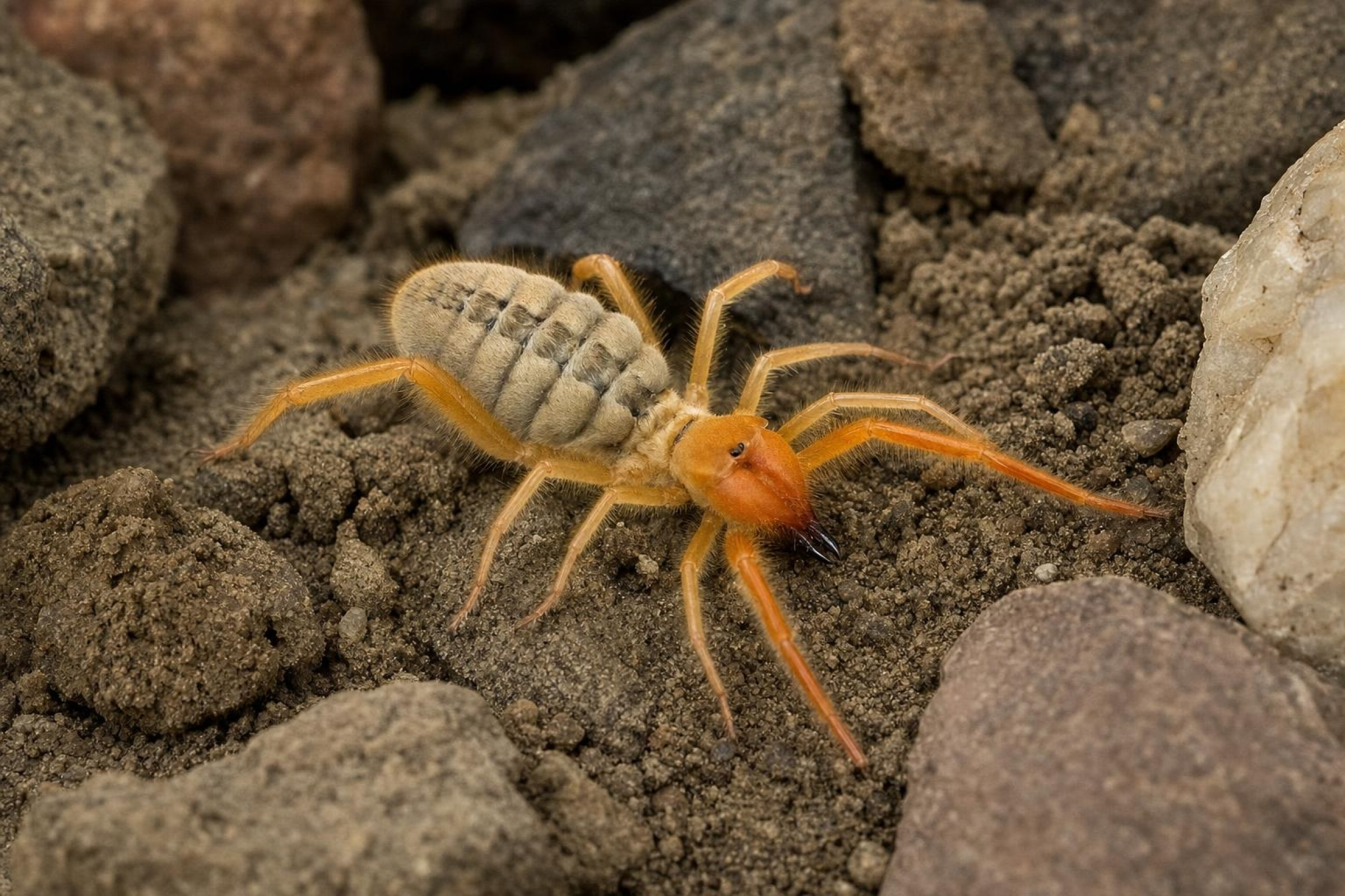 Paragaleodes-Walzenspinne, Paragaleodes sp.