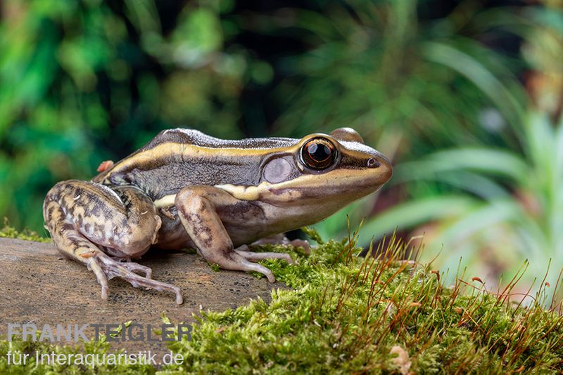 Galam Weißlippen-Frosch, Amnirana galamensis