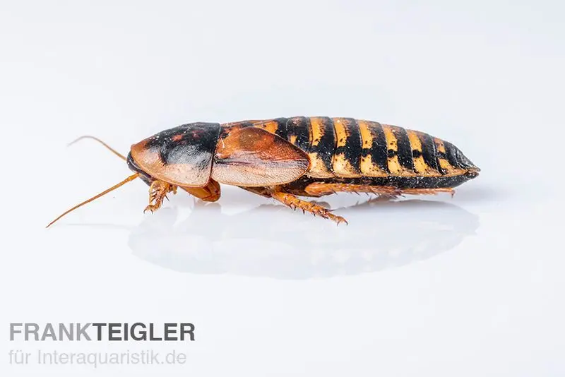 Argentinische Schaben, Waldschaben, Blaptica dubia, groß, 10 Stück