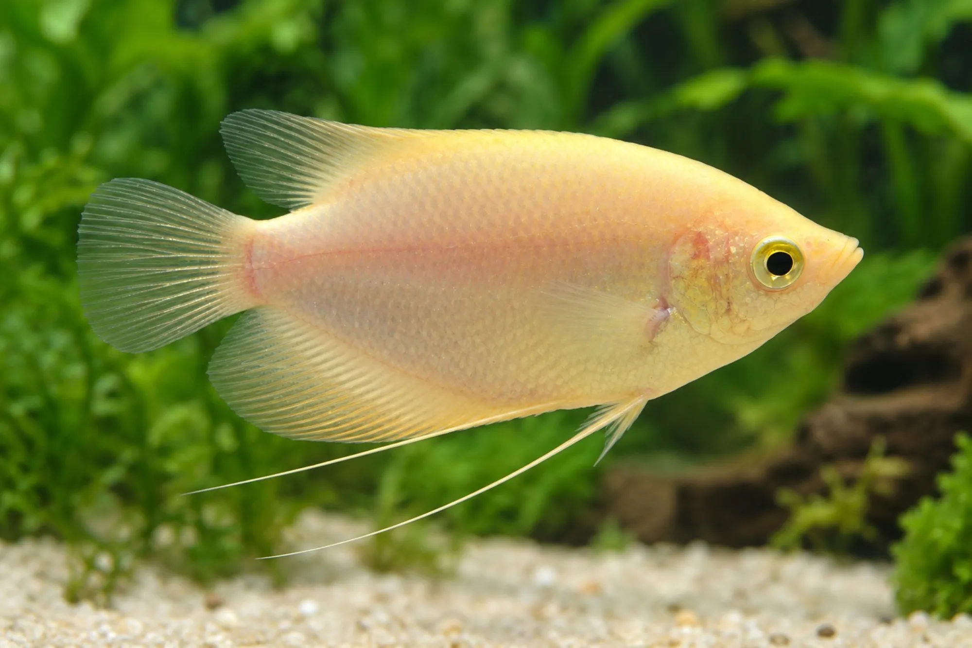 Goldener Riesengurami, Osphronemus goramy
