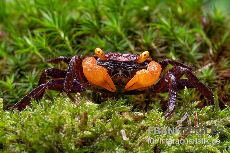 Rusty-Vampirkrabbe, Geosesarma sp. 'Iron Fist', Paar (1 Männchen + 1 Weibchen)