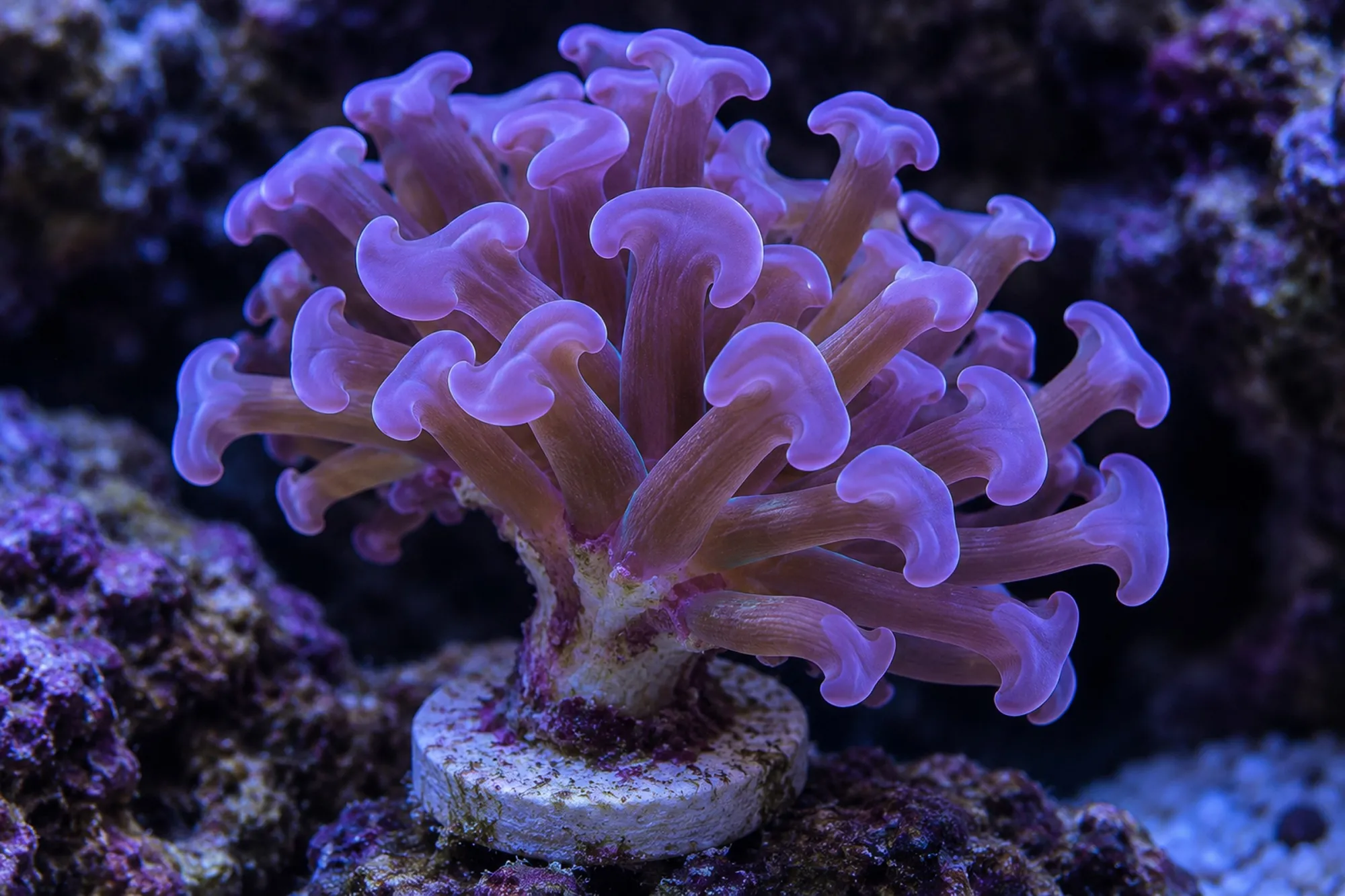 Hammerkoralle „Lila“ (Nachzucht), Fimbriaphyllia paraancora, 1 Polyp