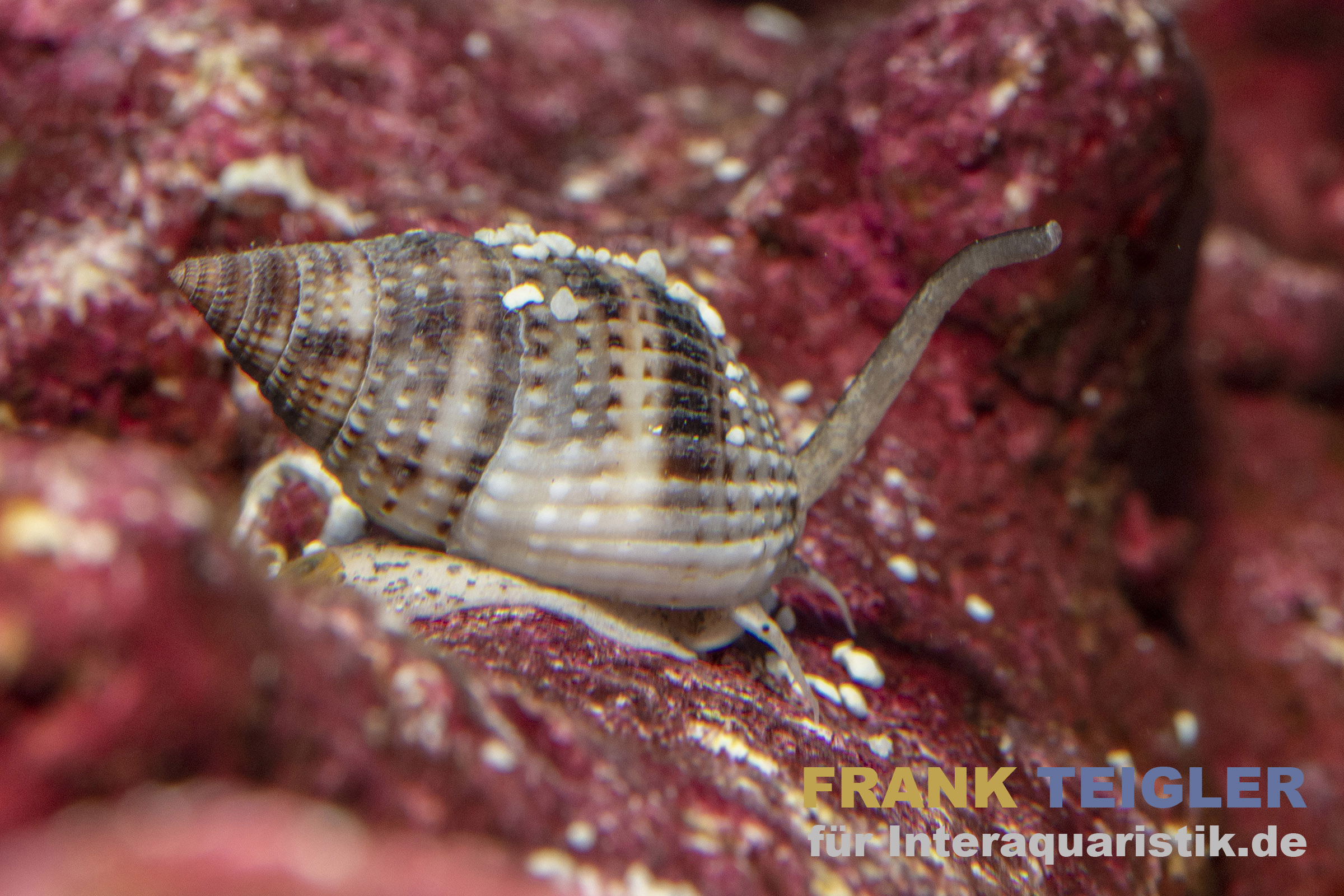 Sandschnecke (Nassarius vibex) seitlich auf Lebendgestein mit ausgestrecktem Siphon, nützliches Bodengrabetier zur Reinigung des Bodengrunds im Meerwasseraquarium, Hersteller Meerwasser @Interaquaristik
