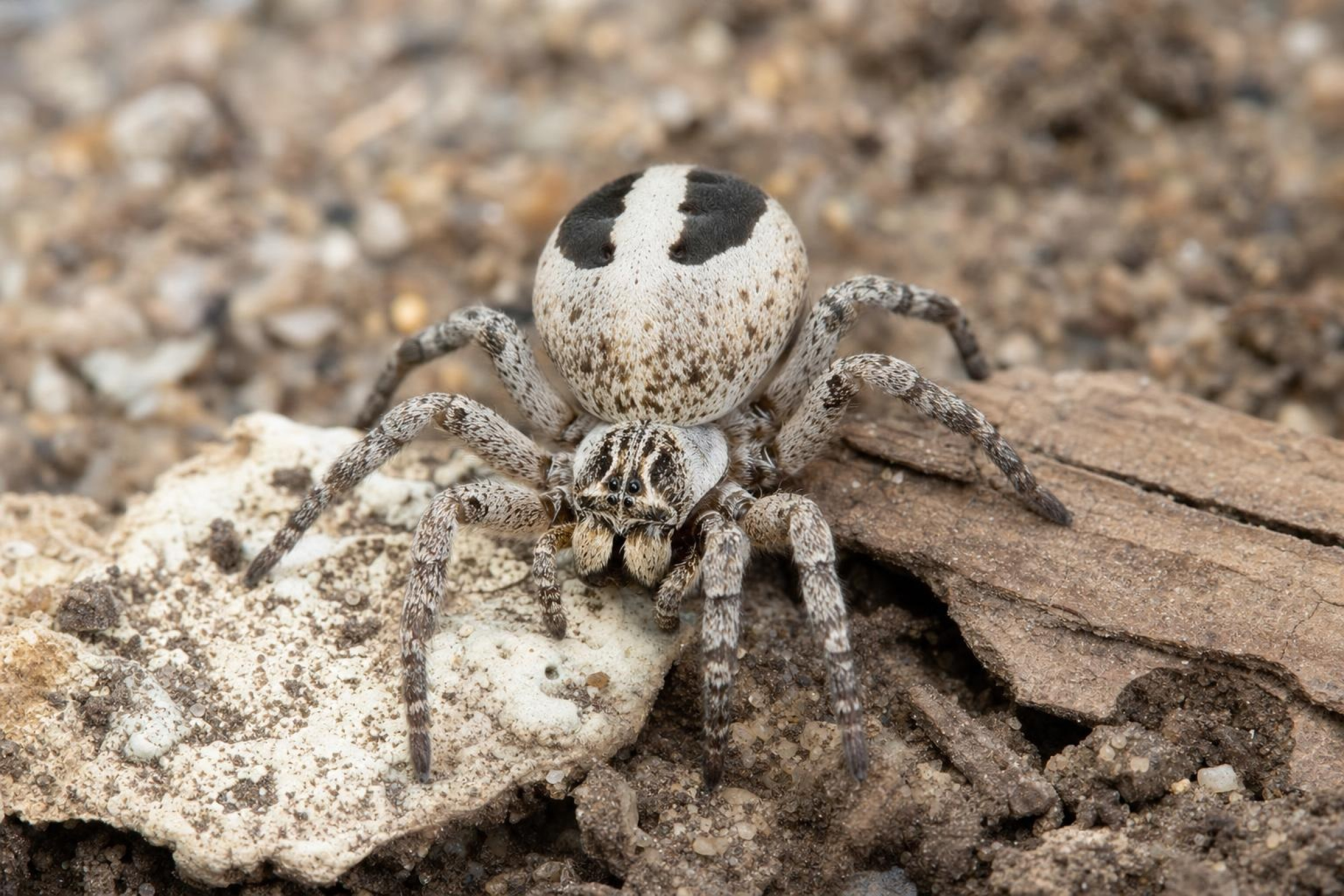 Gestreifte Samtspinne, Stegodyphus lineatus