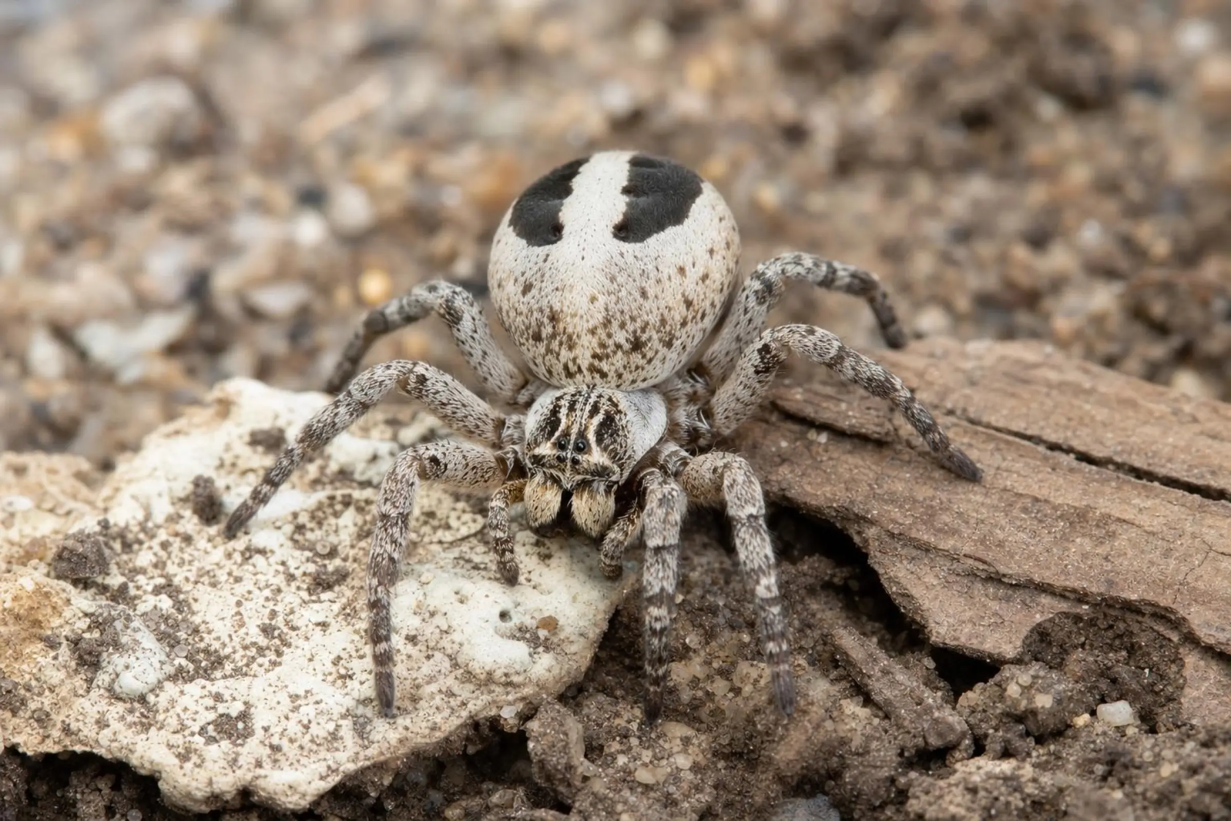 Gestreifte Samtspinne, Stegodyphus lineatus