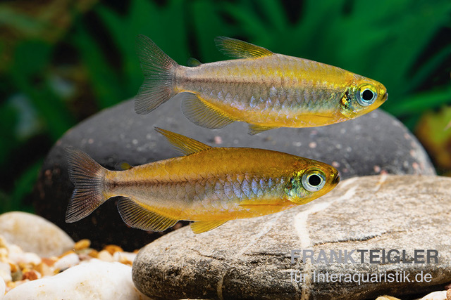 Oranger Kongosalmler, Phenacogrammus cf. aurantiacus "Bandundu Orange"