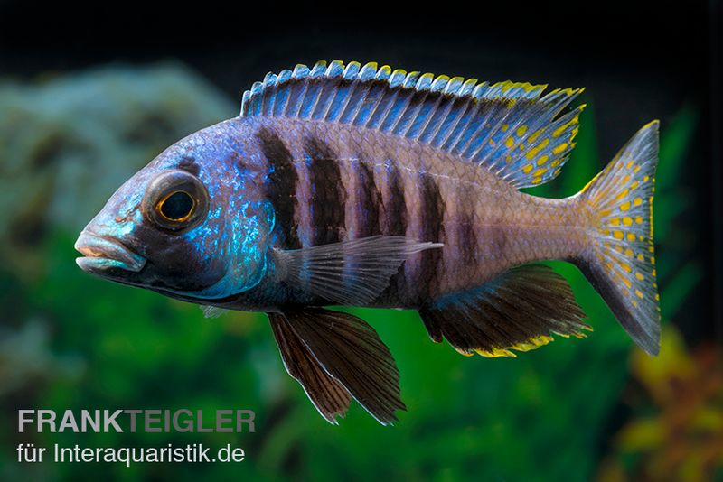 Mandalawi-Maulbrüter, Placidochromis "Electra Superior", DNZ