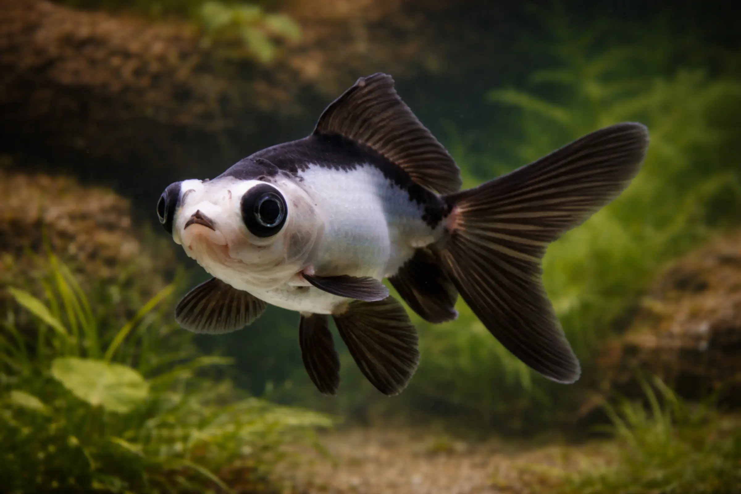 Schleierschwanz Panda Goldfisch (Carassius auratus), schwarz-weißes Exemplar mit langen, gegabelten Flossen, Größe ca. 4–6 cm, geeignet für Teich und Kaltwasserbecken