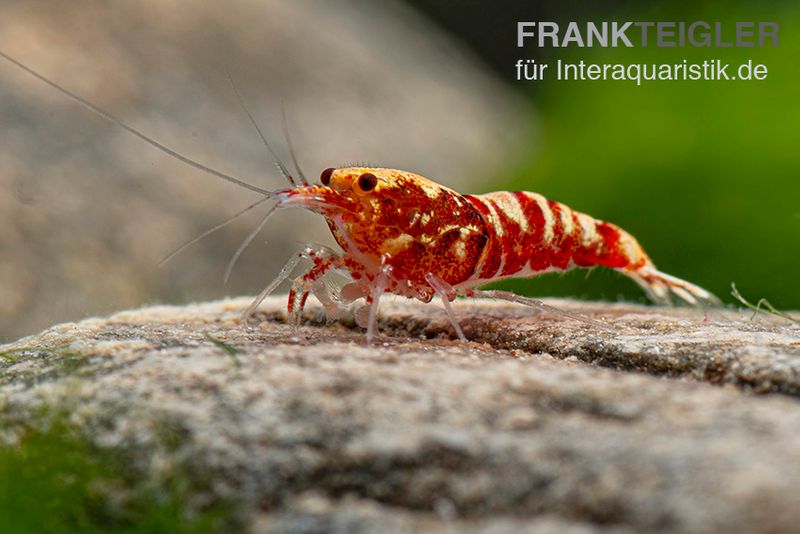 Red Galaxy Garnele Mix, Caridina spec. "Red Galaxy"