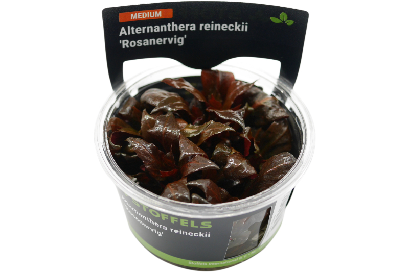 Rotes Papageienblatt, Alternanthera reineckii "Rosanervig", In Vitro
