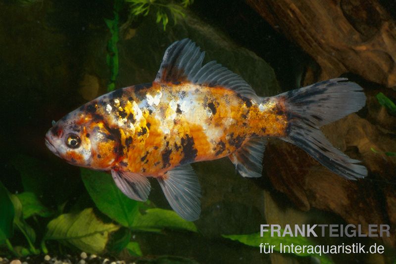 Shubunkin blue, Carassius auratus (Kaltwasser)