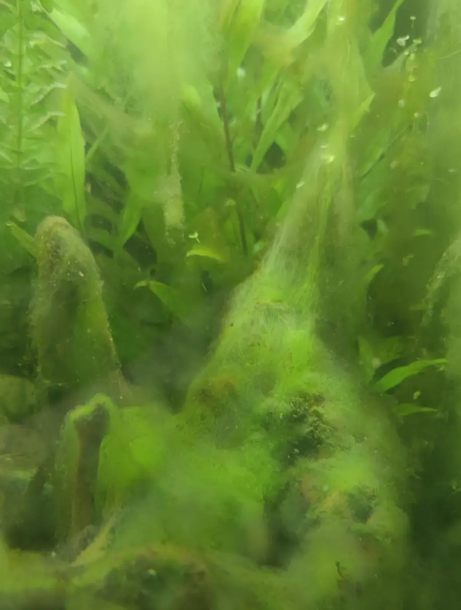 Algen im Aquarium – unser Fenster-Experiment mit natürlicher Lösung