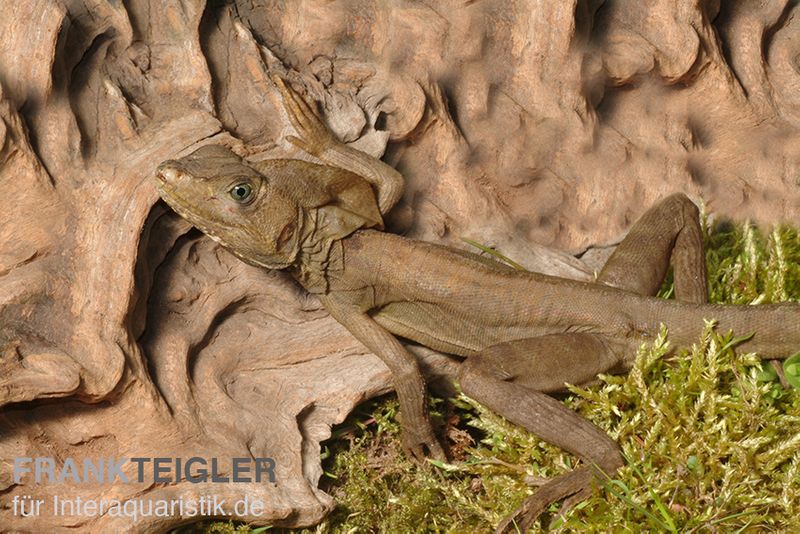 Streifenbasilisk, Basiliscus vittatus, Ohne Geschlechtsauswahl