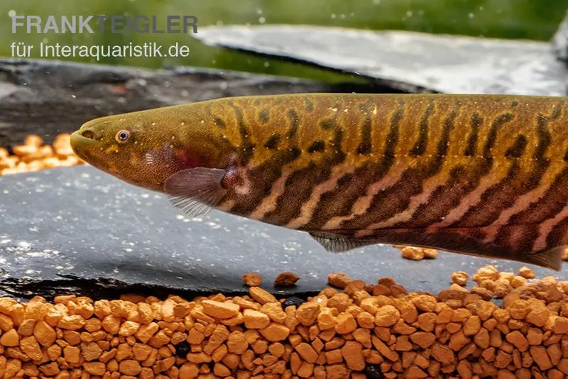 Gebänderter Messerfisch, Gymnotus carapo, 11-15 cm