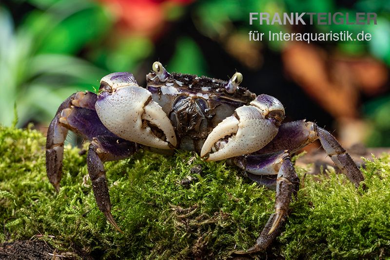 Spider Crab sp. Blue, Neosarmatium rotundifrons, Zufällig ausgewählt