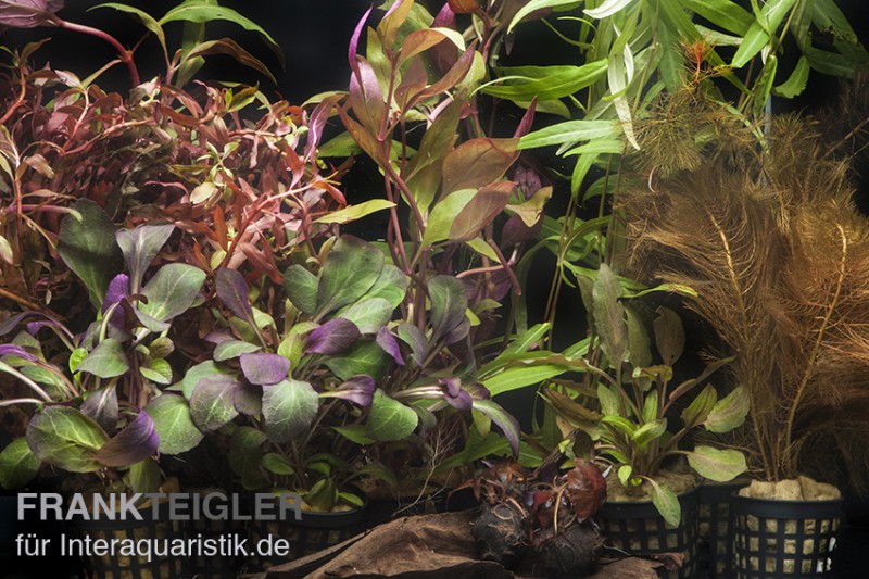 Aquarienpflanzen-Sortiment "Rot" für 100-120 cm Aquarium, Aquarienpflanzen-Set