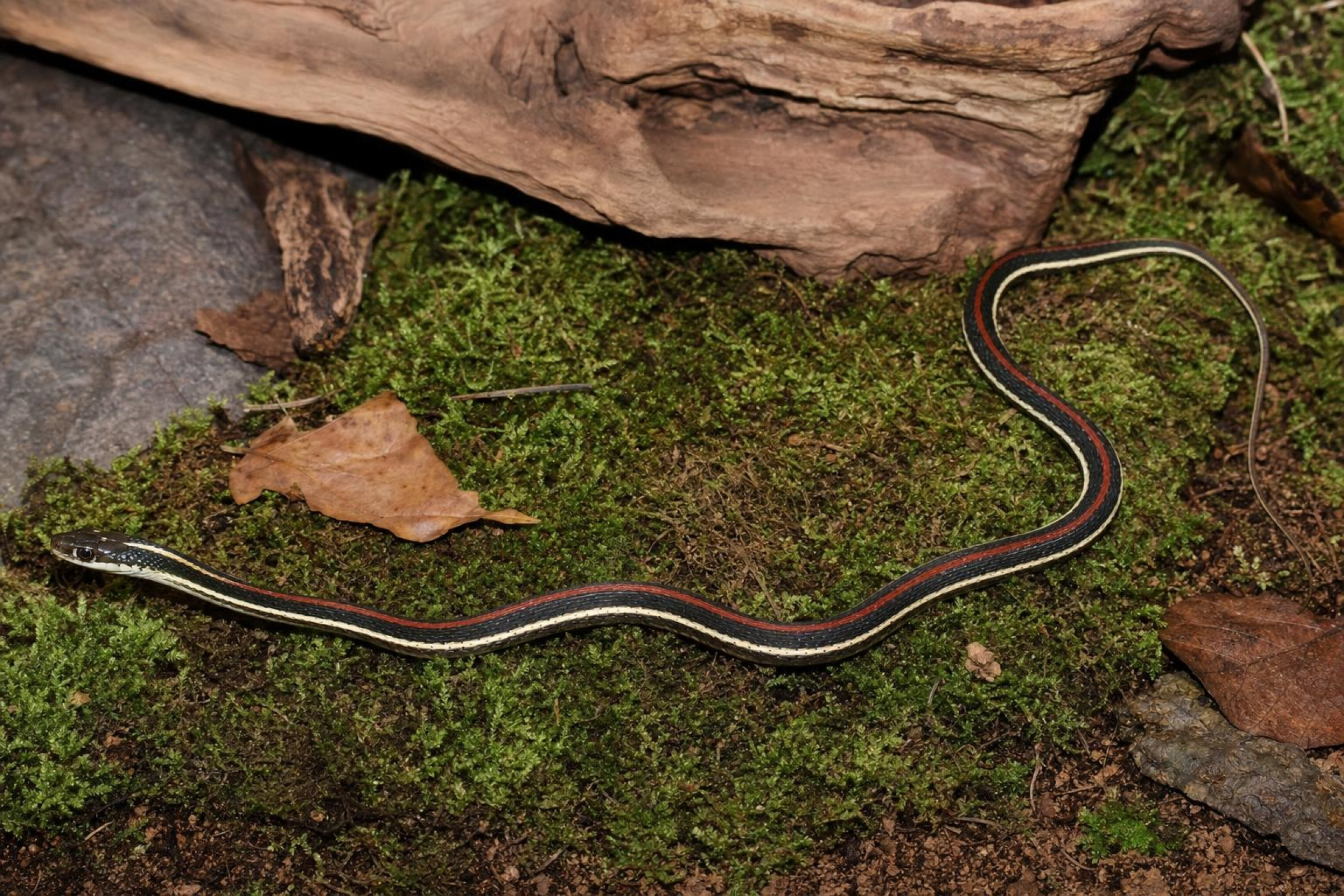 Rotstreifen-Bändernatter, Thamnophis proximus rubrilineatus