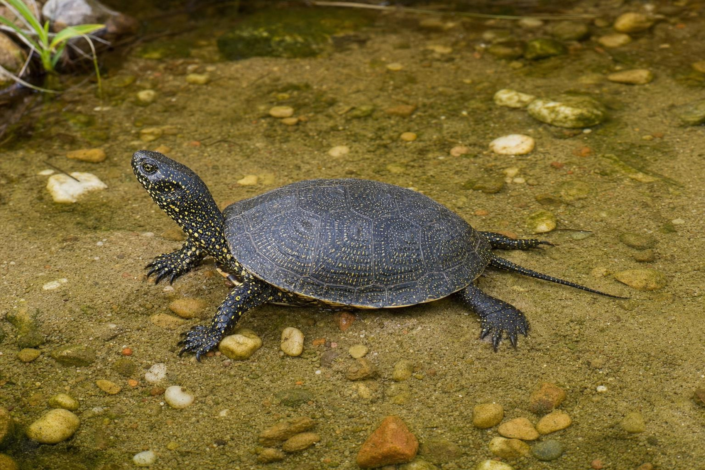 Europäische Sumpfschildkröte, Emys orbicularis
