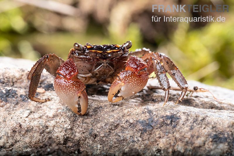 Rainbow Mangrovenkrabbe, Pseudosesarma sp., Zufällig ausgewählt