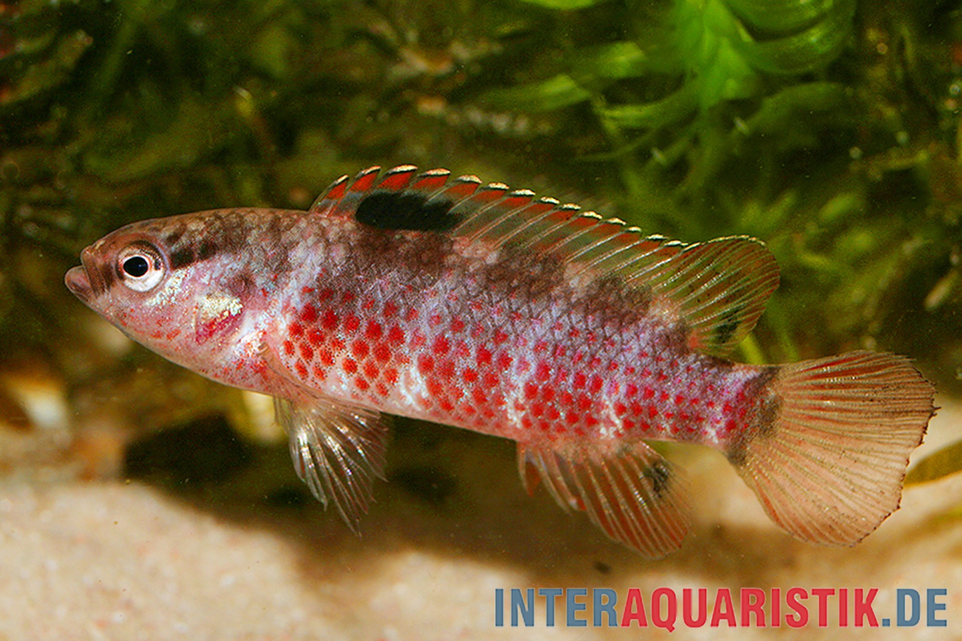 Singen-River Blaubarsch "Buxar", Badis singenensis