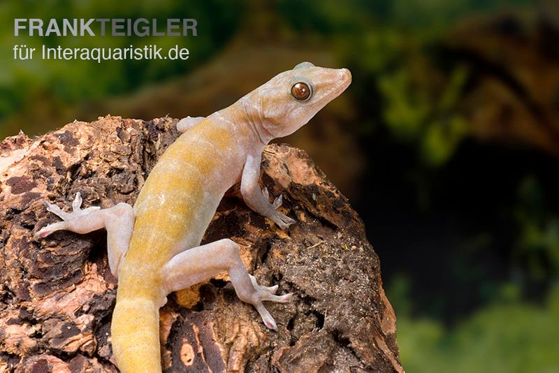 Goldgecko, Gekko ulikovskii