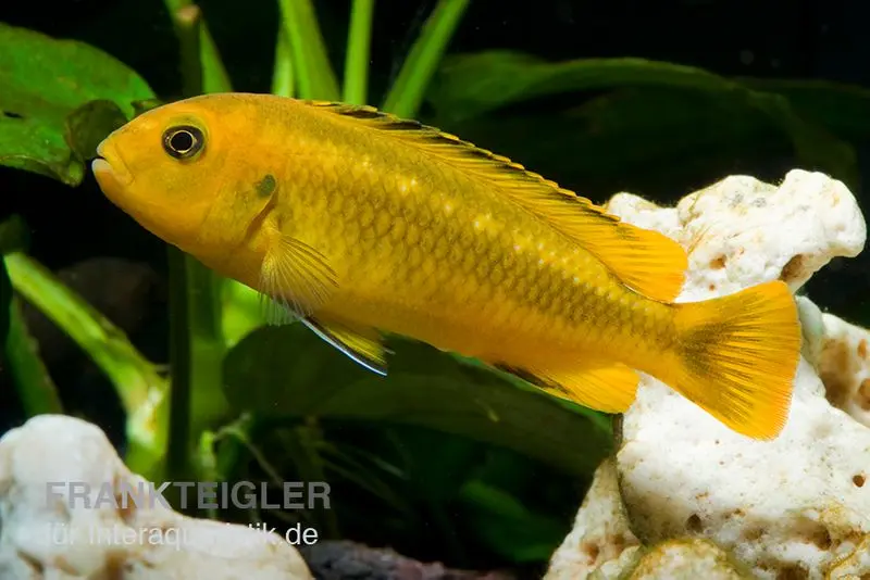 Kobaltorangener Maulbrüter, Melanochromis interruptus, 4-5 cm